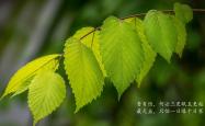 LOL赛事-孤星绝杀，久保建英的瞬息之光，照亮2026世界杯A组最冷一夜