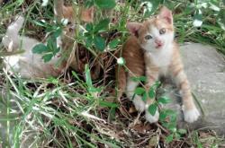 英雄联盟总决赛门票-帕尔默的爆发，拉齐奥唯一连续得分压制英格兰的传奇之战