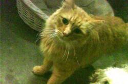 英雄联盟总决赛时间-波斯铁骑踏碎地中海旧梦，欧冠史诗夜的足球与寓言