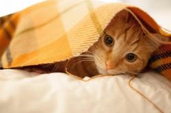 英雄联盟总决赛门票-跨界唯一性，德国足球的强势胜利与加维的篮球奇迹