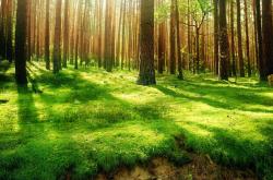 英雄联盟总决赛2025-当F1弯道遇见篮球快攻，速度美学下的征服逻辑