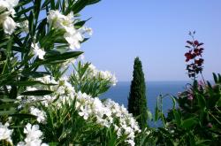 英雄联盟总决赛赛程-双面绞杀，当西亚卡姆的爆发撞上黄蜂的铁幕防守