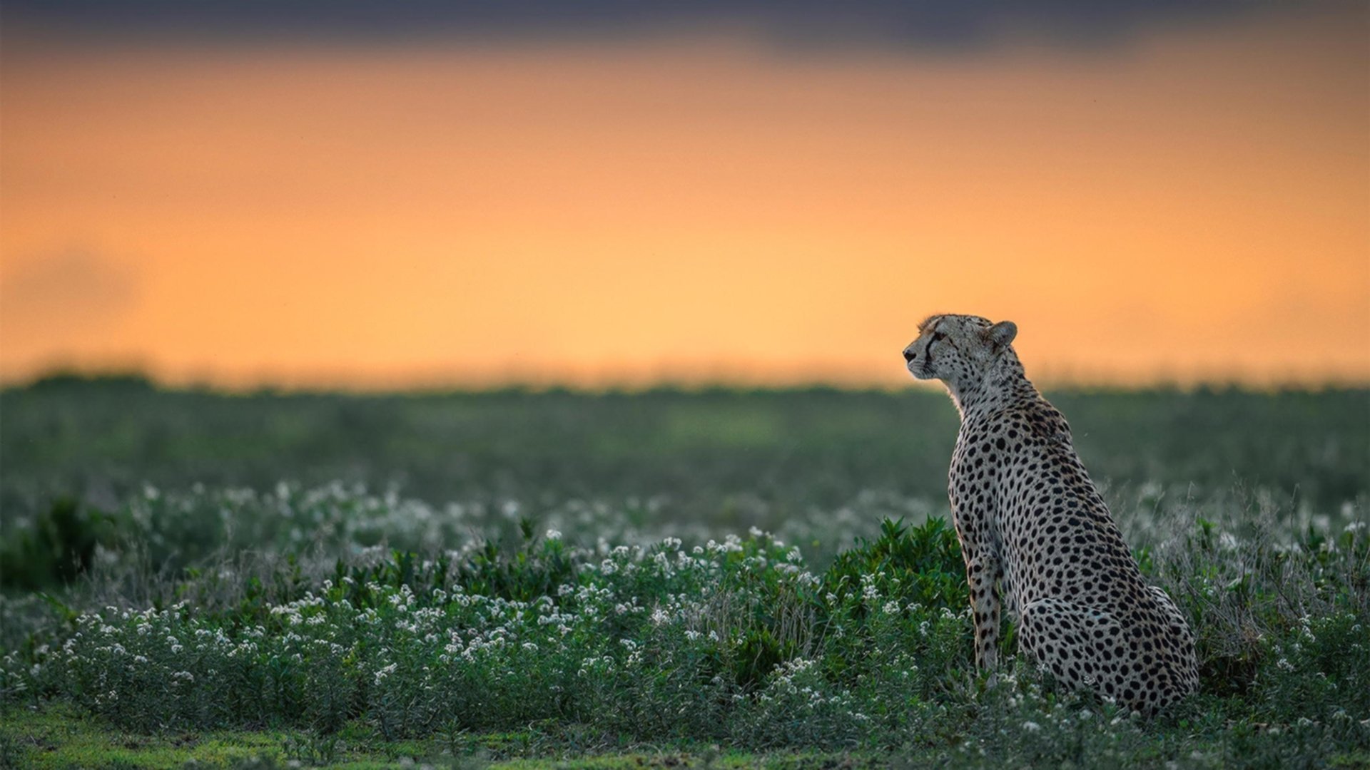 从孙兴慜爆发到那不勒斯的非洲情结,足球世界的双重启示