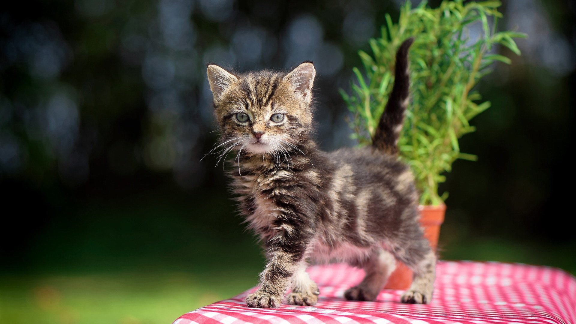 孤星照耀圣马梅斯,卡拉斯科生涯之夜,毕尔巴鄂以血肉长城险阻蓝鹰