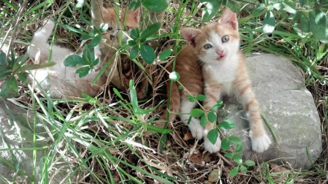 法比尼奥引爆边路核聚变,巴拉圭生死战破局的不对称密钥