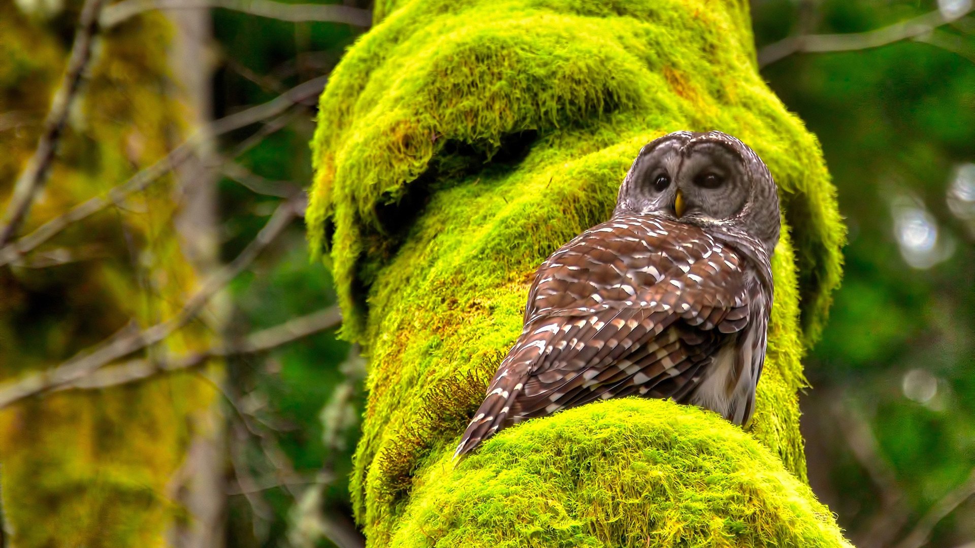 当历史从禁区飞向三分线,巴尔韦德的纪录与篮球的百年迁徙