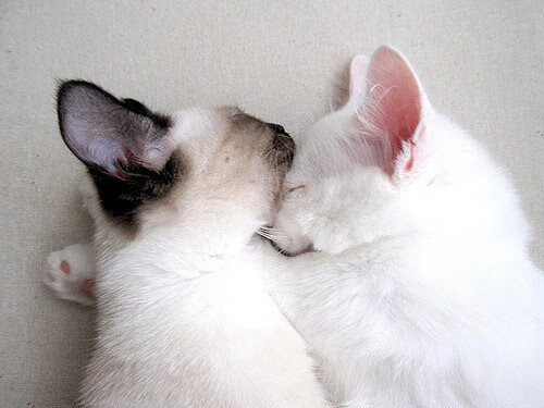 华盛顿的黎明，双枪击碎三巨头，奇才抢七鏖战挺进东决