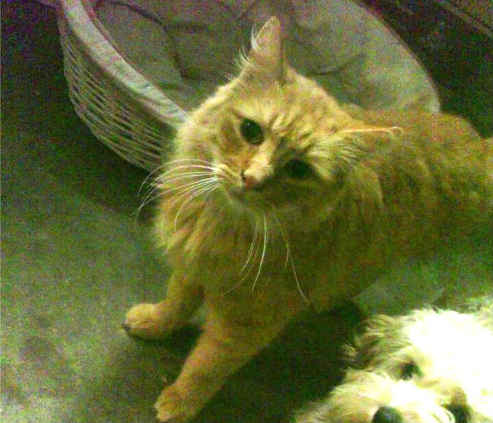 波斯铁骑踏碎地中海旧梦，欧冠史诗夜的足球与寓言