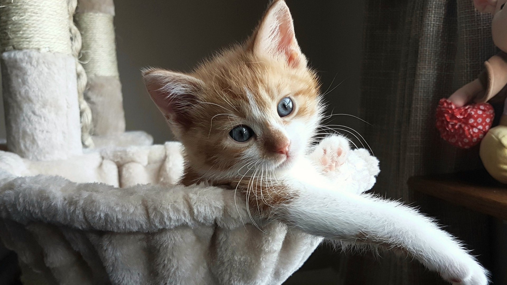 当经典战术遇上现代攻势，东决关键战中开拓者如何全面压制辽宁队