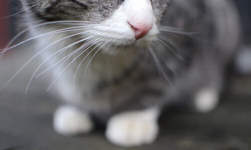 跨界之夜,哈登如何让F1新赛季揭幕战成为唯一性焦点