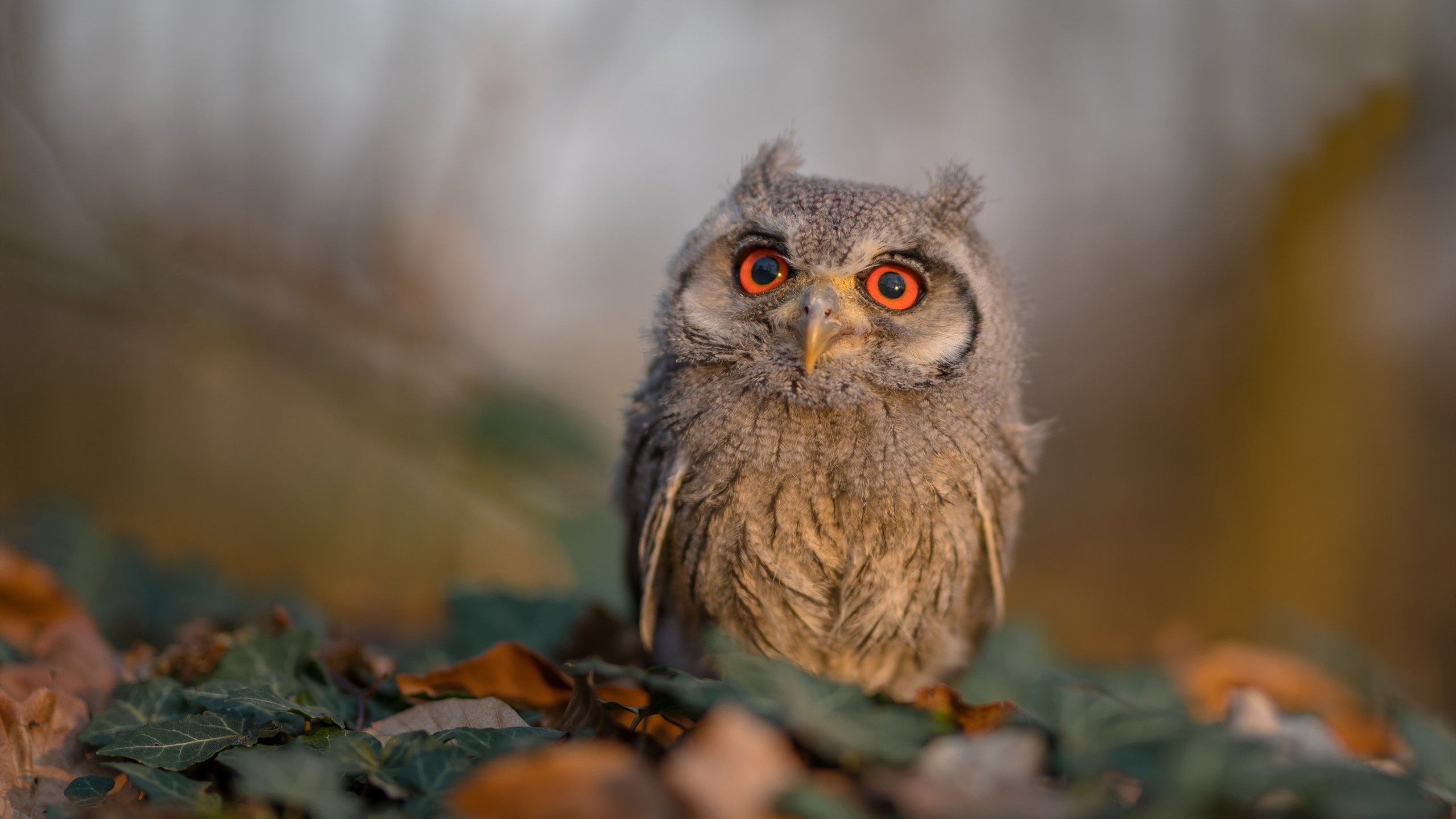 翡冷翠的陷落,当英格兰攻城锤击穿文艺复兴城墙