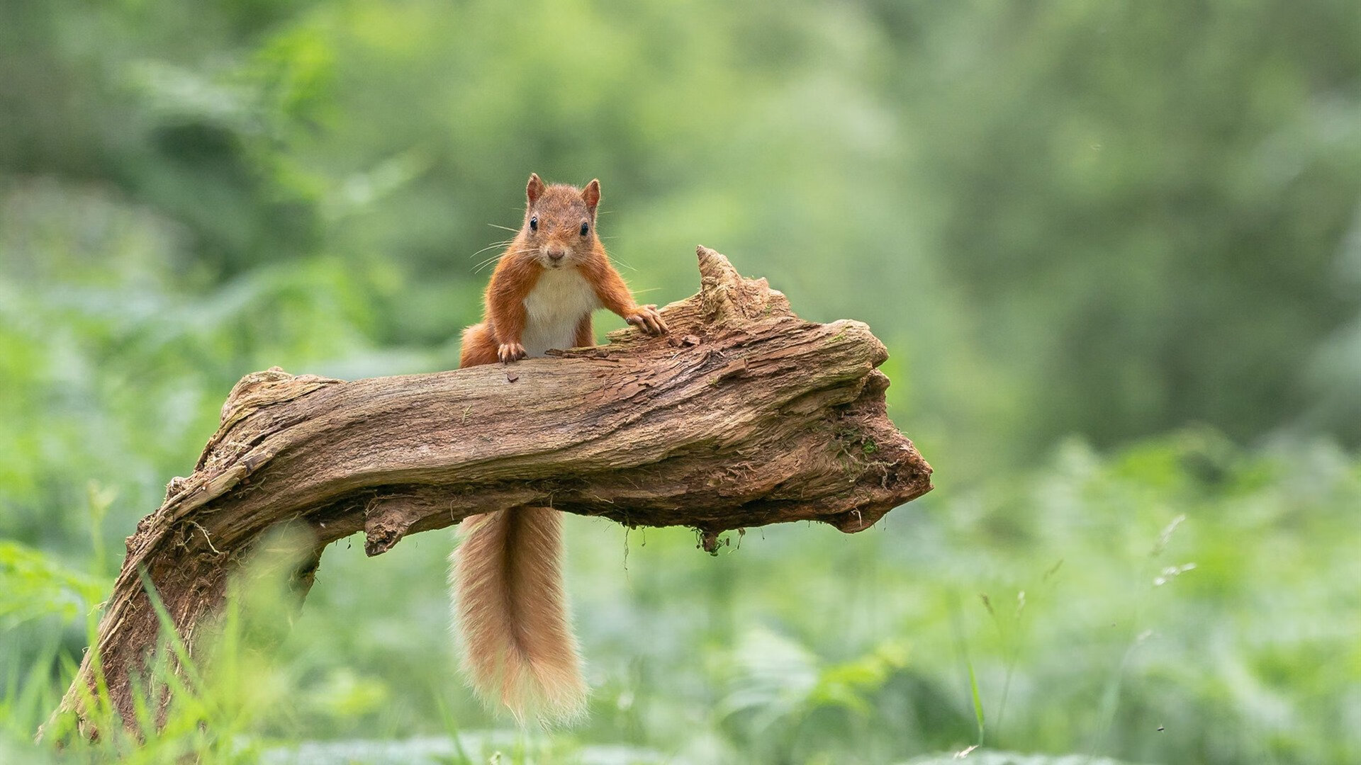 新魔术在钢铁森林中崛起，当保罗·乔治将勇士的魔法变为寂静