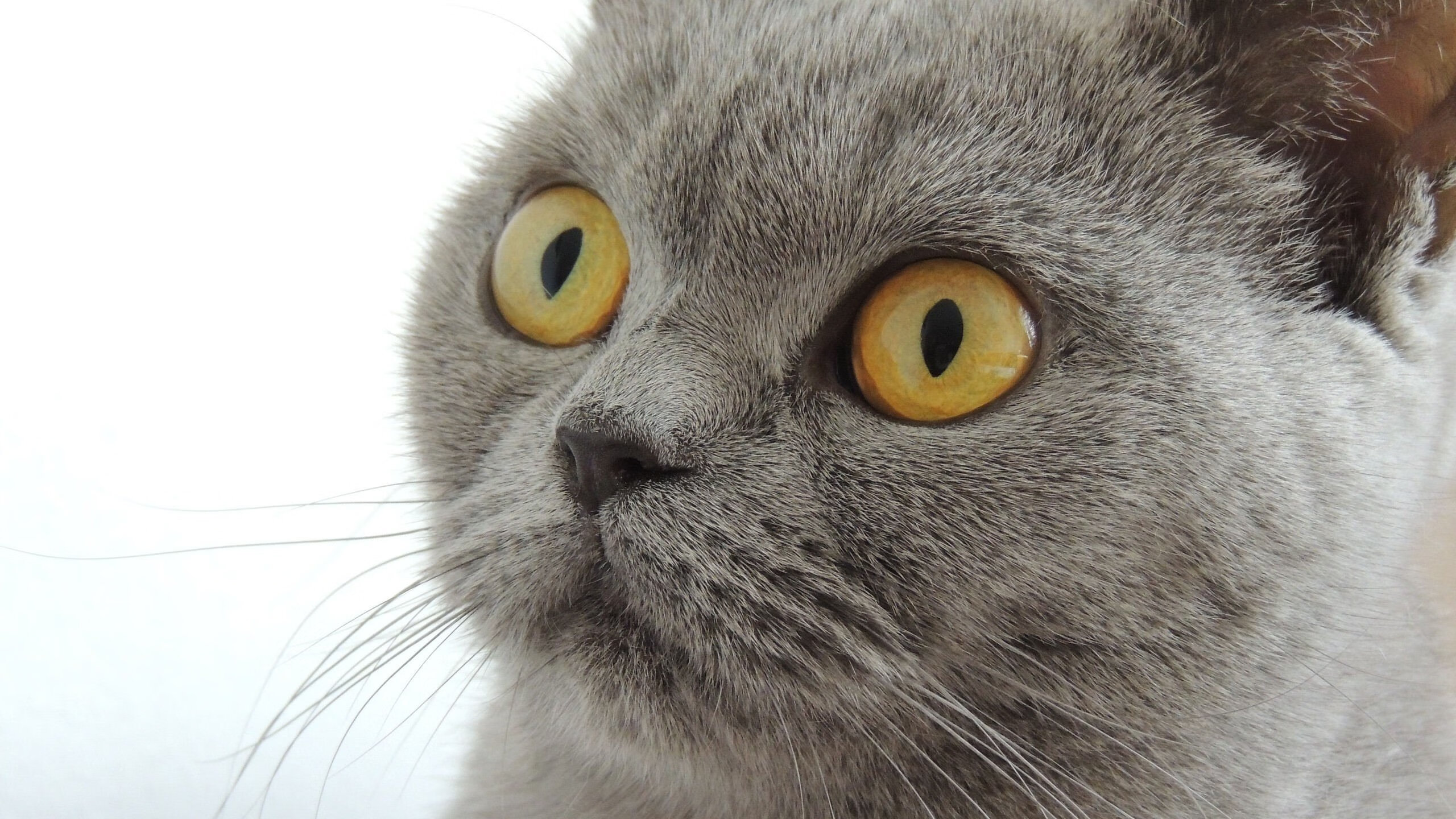 三笘薰的盾锋时刻，当日本尖刀在防守端锁死多特蒙德