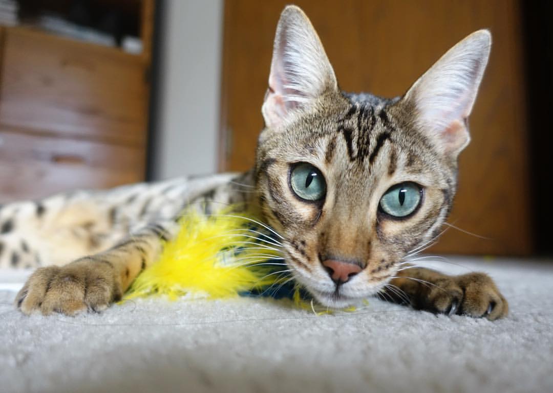 黄昏与黎明,当梅西低头时,C罗正在创造新时代的序章