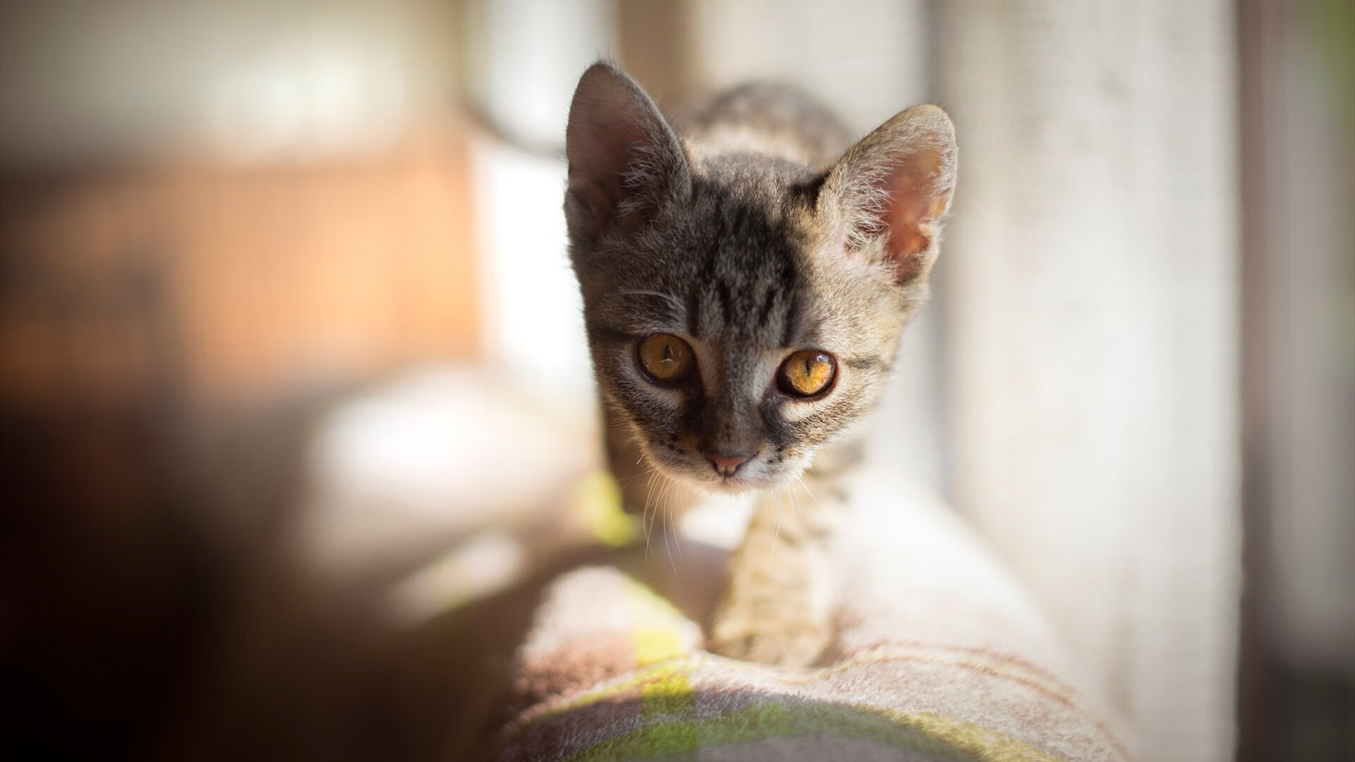 被0.2秒绝杀后，篮网的秘密武器是伦纳德唤醒的集体脑