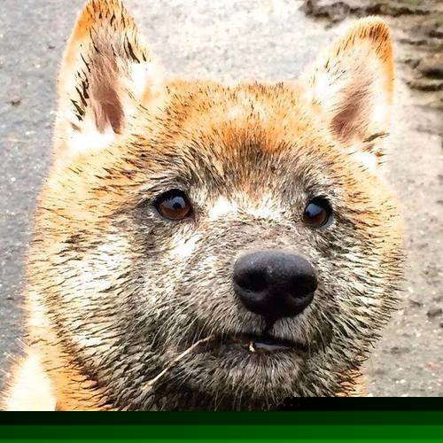 硬汉纪元,当尼克斯血拼篮网,切特在欧冠决赛宣告强硬篮球的回归