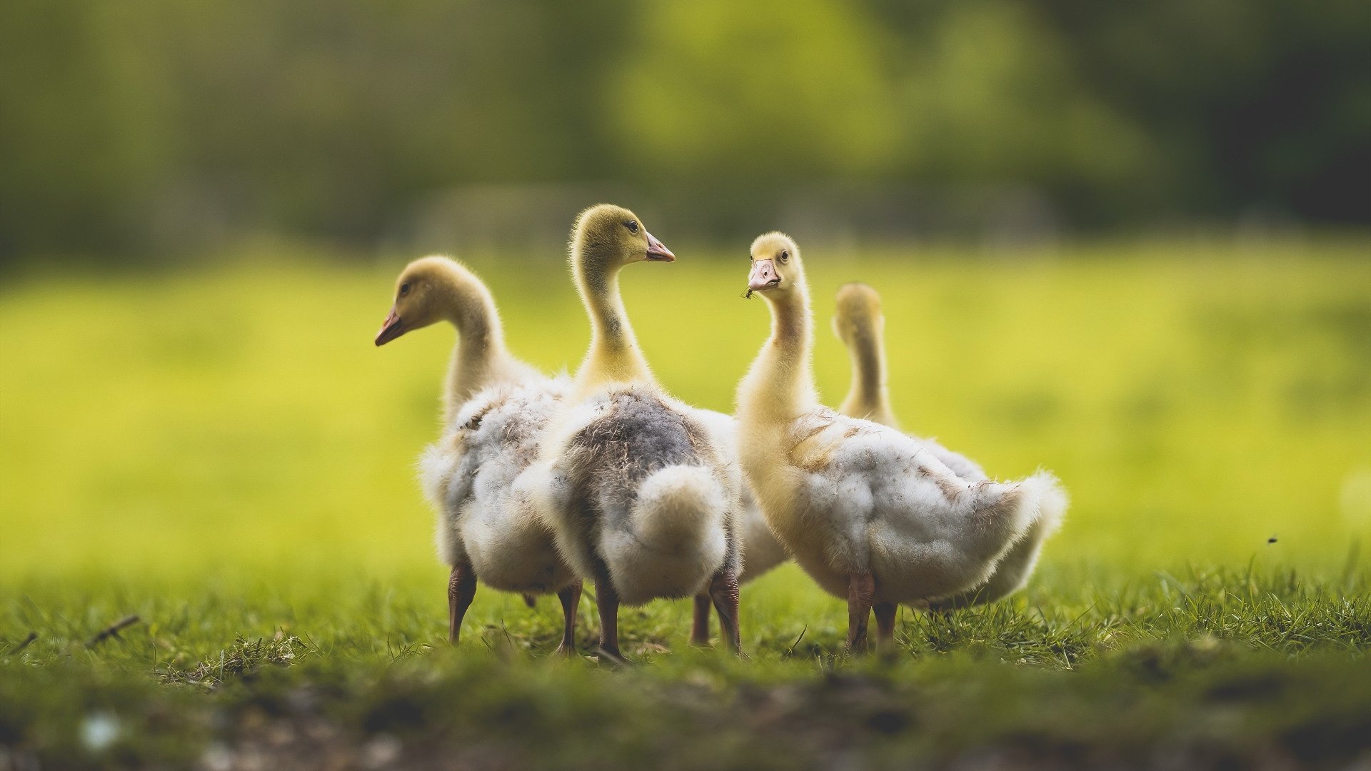 哈利伯顿的三重魔术,当手术刀切开风与牛的蛮力对决