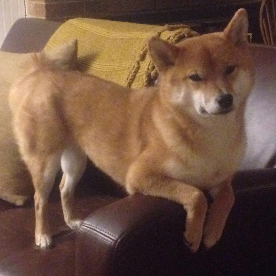 沙漠神罚,哈兰德于禁地斩杀风车巨人