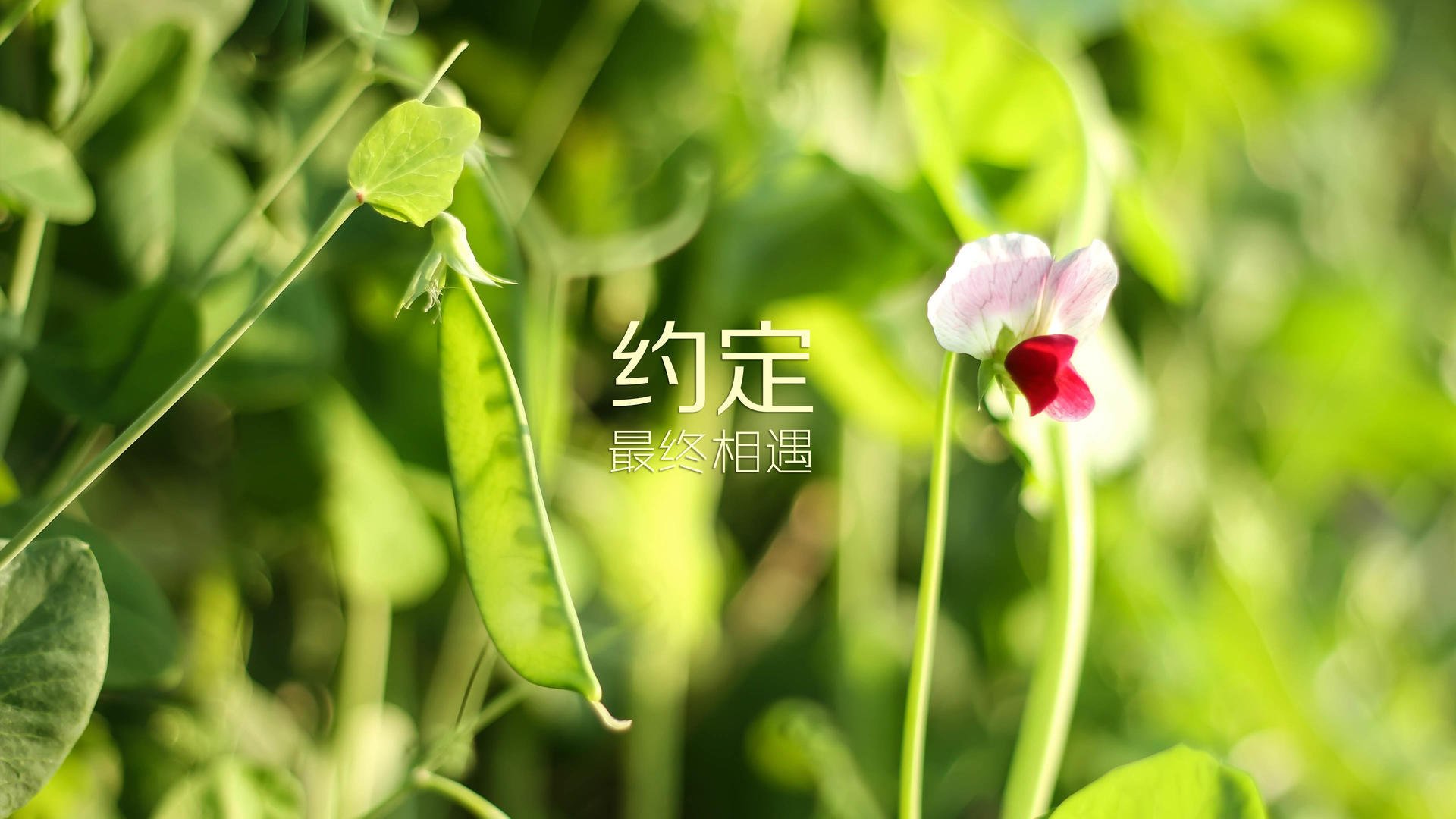 这是一篇为您定制的、具有唯一性的深度文章，标题与内容均围绕您提供的关键词展开，并赋予了独特的叙事视角