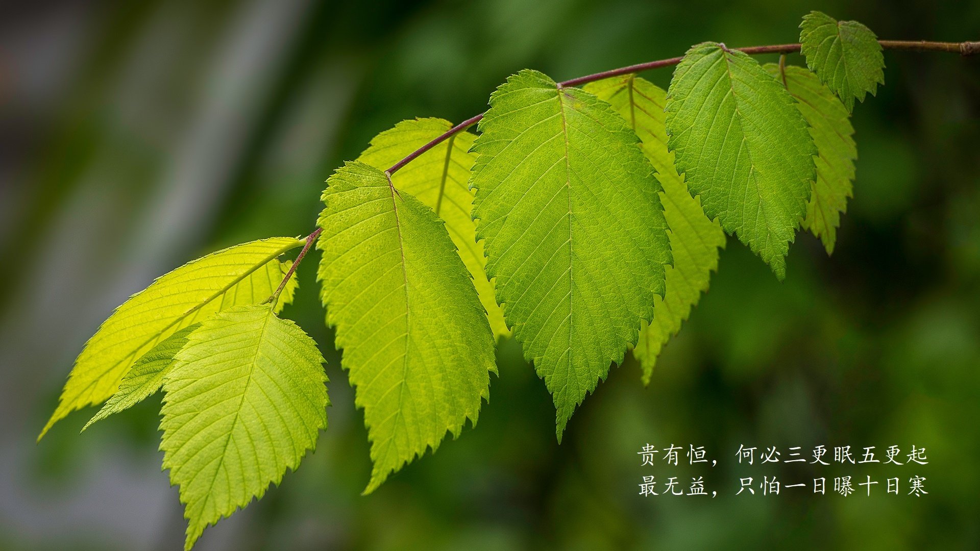 孤星绝杀,久保建英的瞬息之光,照亮2026世界杯A组最冷一夜